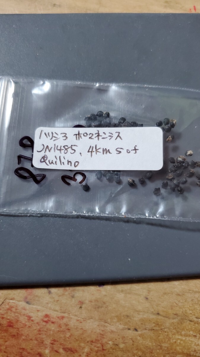 ハリシア ポマネンシス JN1485 種子10粒拍卖