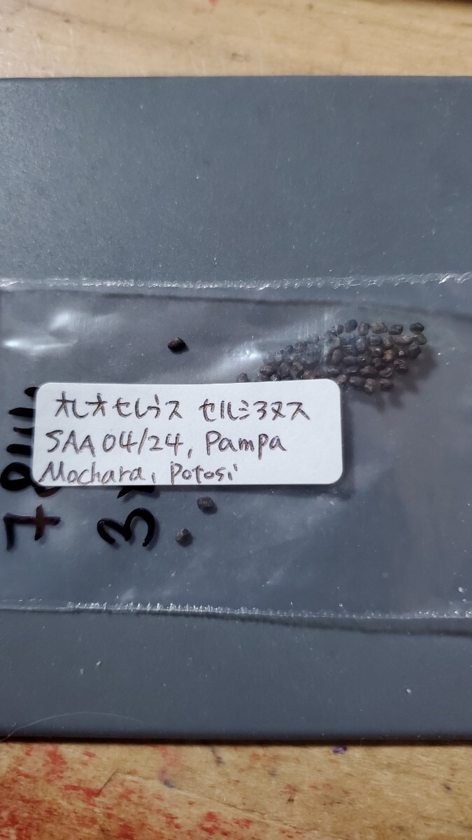 オレオケレウス セルシアヌス SAA04/24 種子10粒拍卖