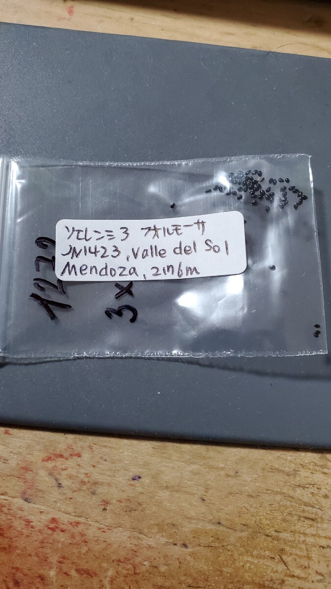 ソエレンシア フォルモーサ JN1423 種子10粒拍卖