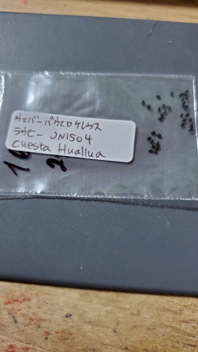 ウェバーバウエロケレウス ラウヒー JN1504 種子10粒拍卖