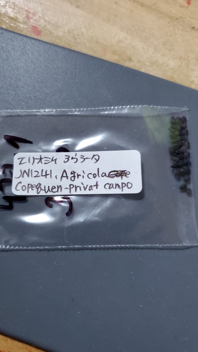 エリオシケ アウラータ JN1241 種子5粒拍卖