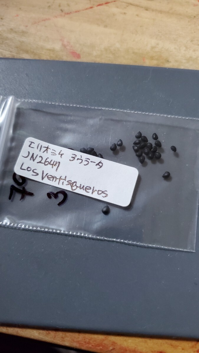 エリオシケ アウラータ JN2647 種子5粒拍卖