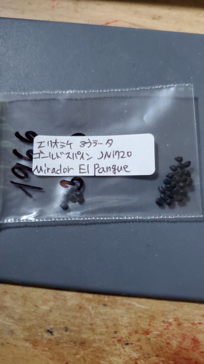 エリオシケ アウラータ ゴールドスパイン JN1720 種子5粒拍卖