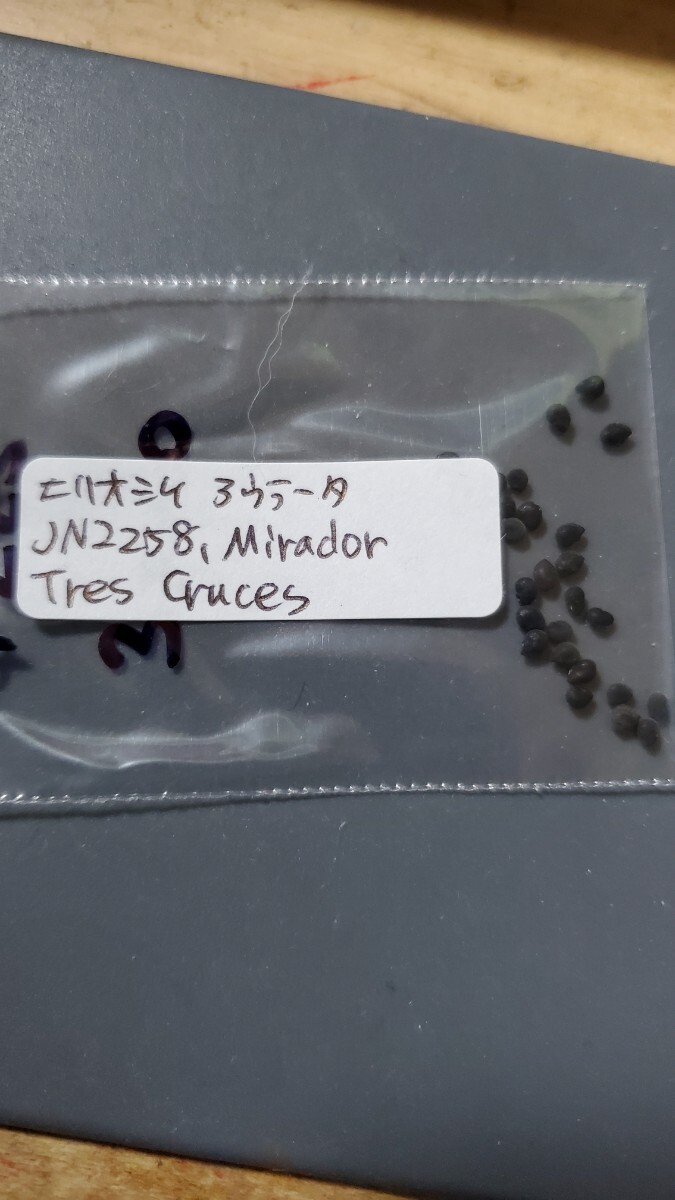エリオシケ アウラータ JN2258 種子5粒拍卖