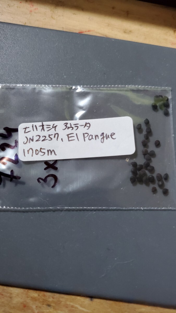 エリオシケ アウラータ JN2257 種子5粒拍卖