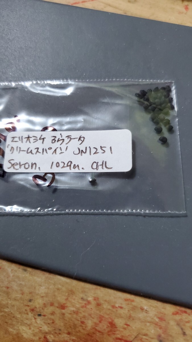 エリオシケ アウラータ クリームスパイン JN1251 種子5粒拍卖