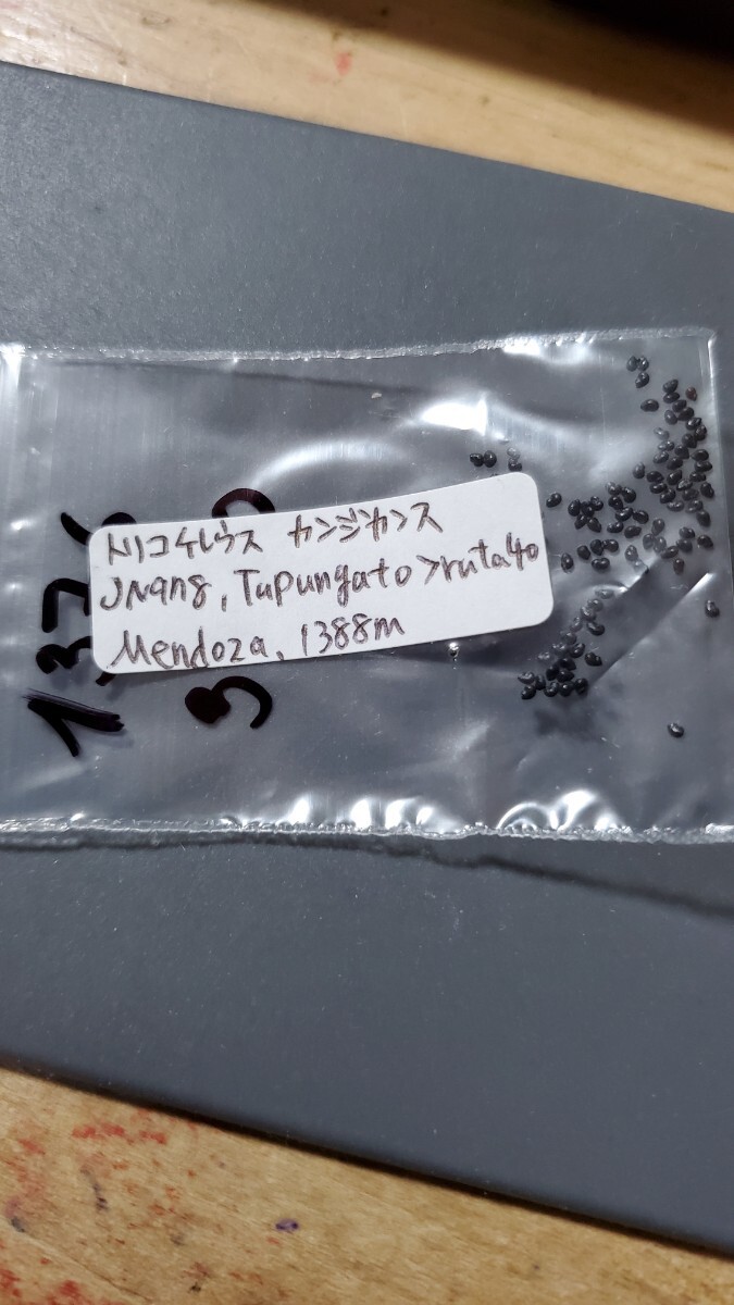 トリコケレウス カンジカンス JN978 種子10粒拍卖