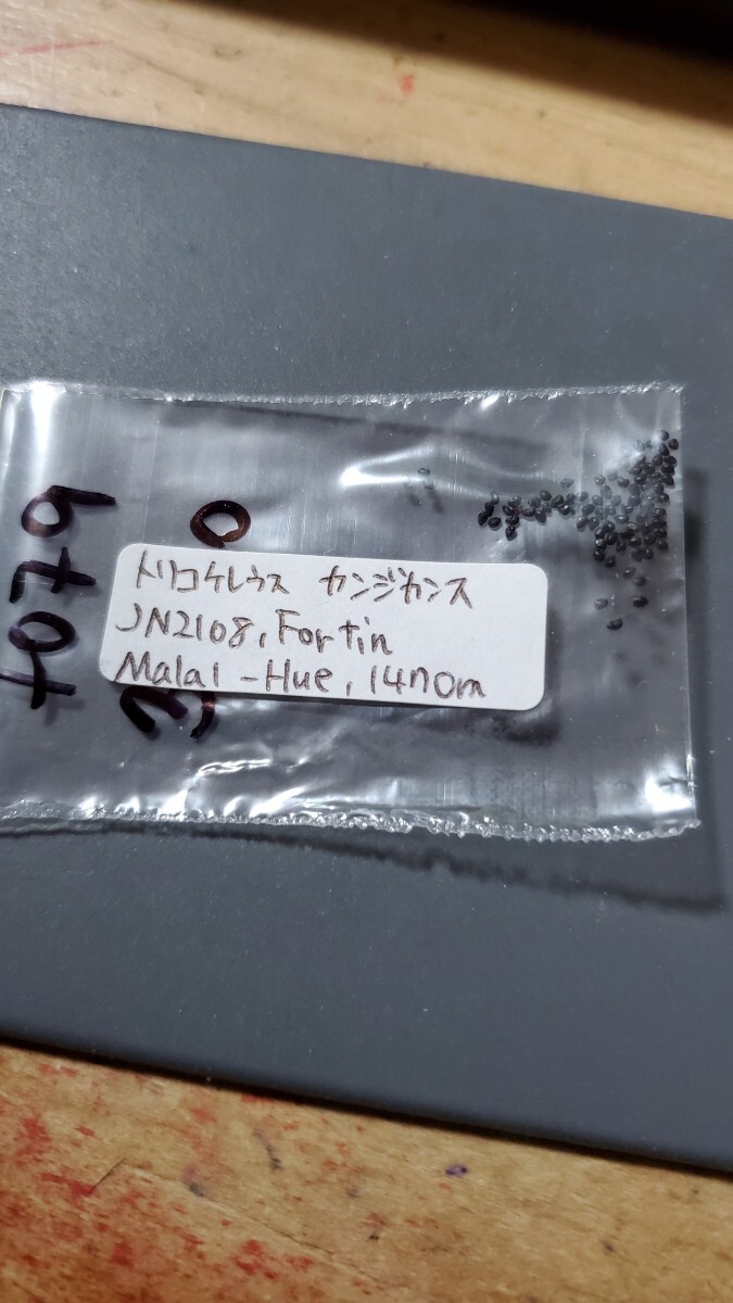 トリコケレウス カンジカンス JN2108 種子10粒拍卖