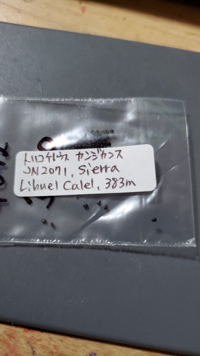 トリコケレウス カンジカンス JN2071 種子10粒拍卖