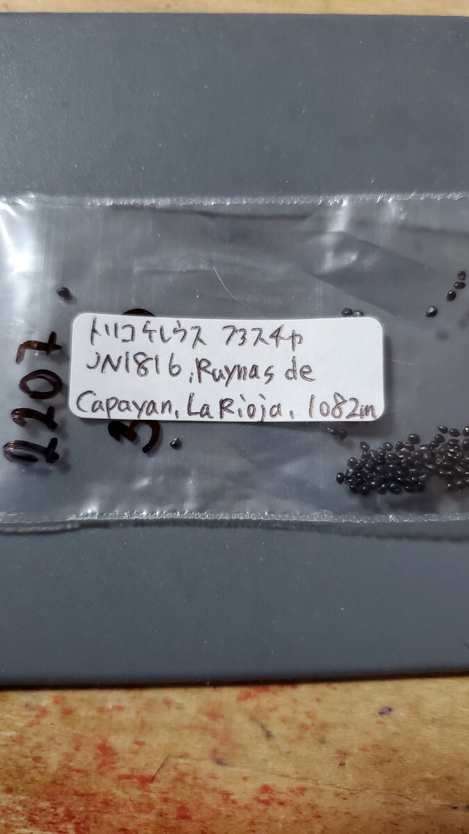 トリコケレウス フアスチャ JN1816 種子10粒拍卖
