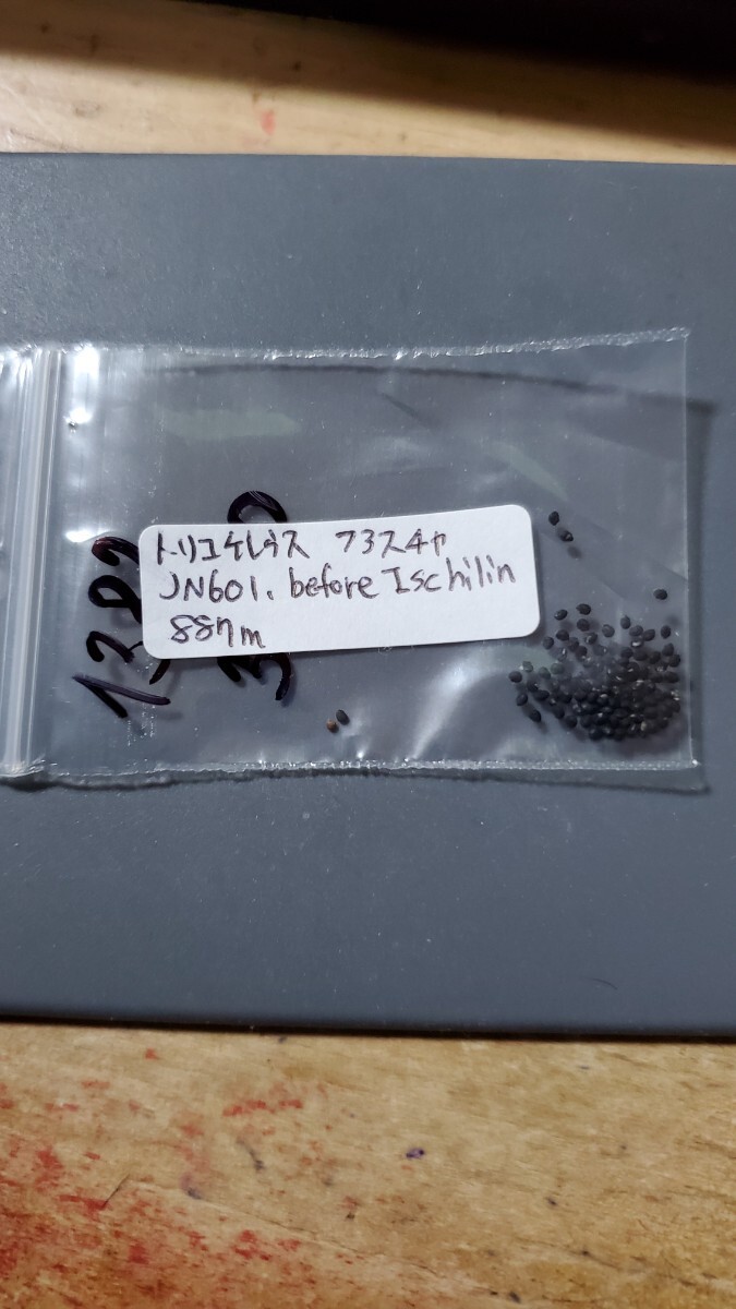 トリコケレウス フアスチャ JN601 種子10粒拍卖