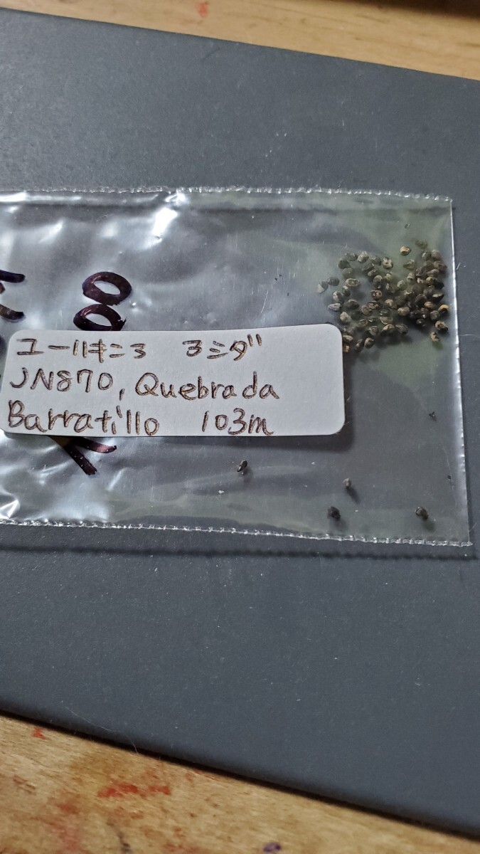 ユーリキニア アシダ JN870 種子10粒拍卖
