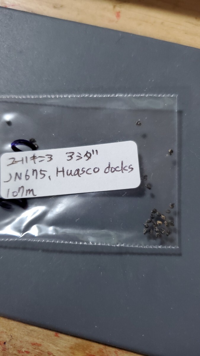 ユーリキニア アシダ JN675 種子10粒拍卖