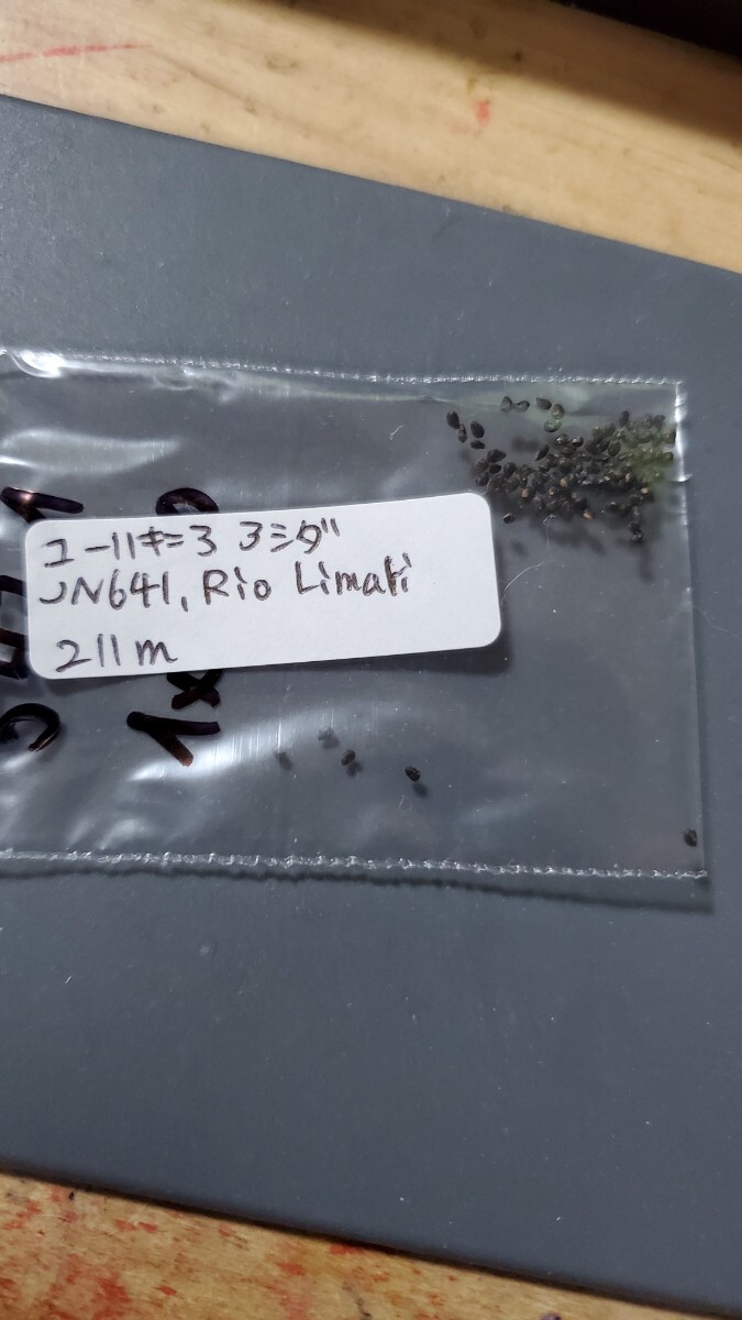 ユーリキニア アシダ JN641 種子10粒拍卖