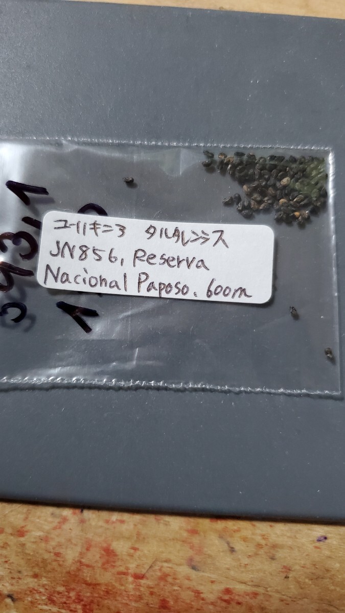 ユーリキニア タルタレンシス JN856 種子10粒拍卖