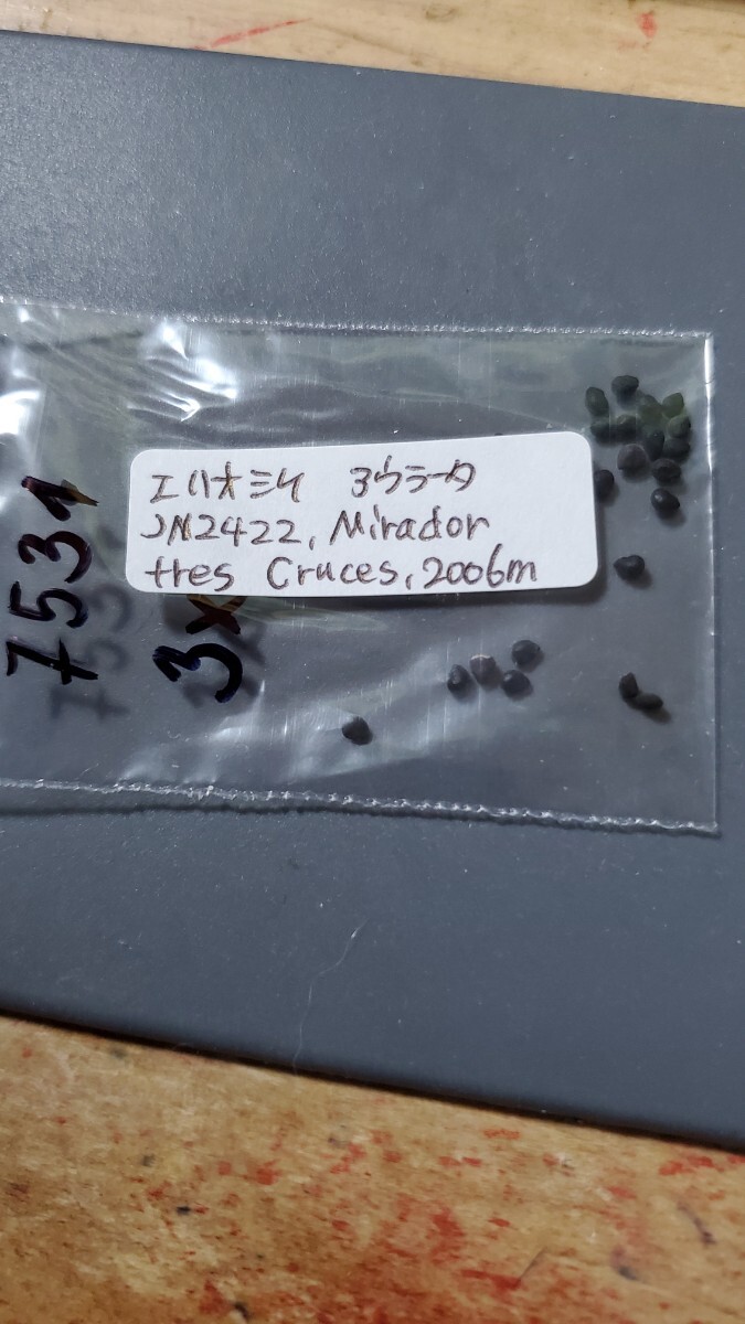 エリオシケ アウラータ JN2422 種子5粒拍卖
