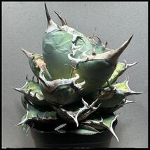 【希少アガベ】白犀牛 子株 /チタノタ 高級品種拍卖