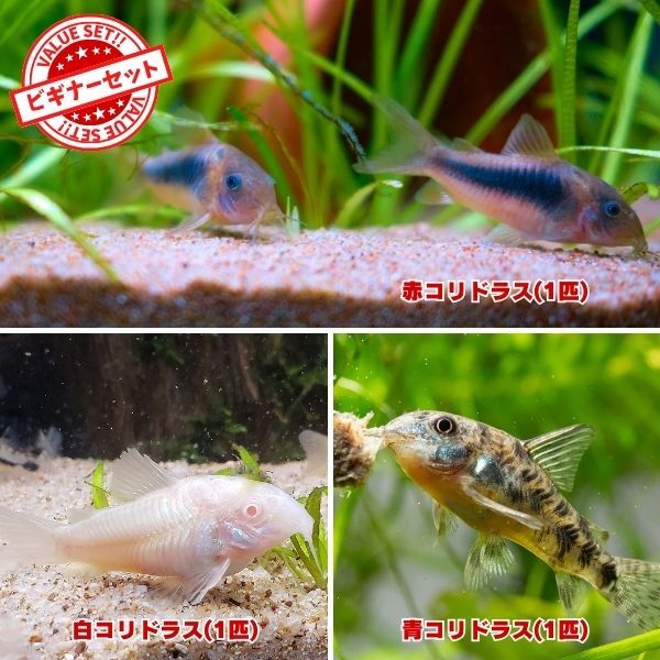 熱帯魚 定番コリドラス3種セット 赤コリ 白コリ 青コリ 3匹セット(各1匹) ※雄雌のご指定不可 ビギナーセット拍卖