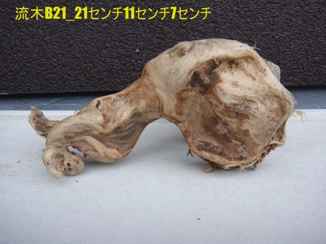 流木B21_21センチ11センチ7センチ拍卖