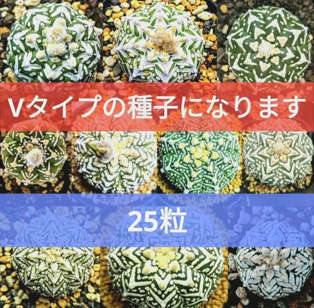 Ω25 スーパー兜 アストロフィツム Vタイプ 種子 25粒 サボテン 即落可 兜丸 Yahooオフ AstrophytumSuperKabuto V-type Arrow 多肉植物拍卖