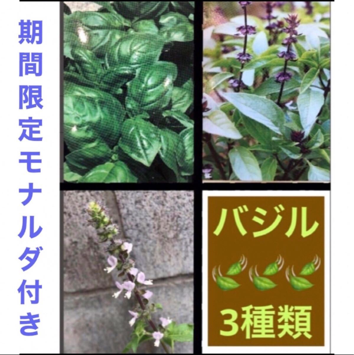 増量しました。バジル3種類 スイートバジル タイバジル拍卖