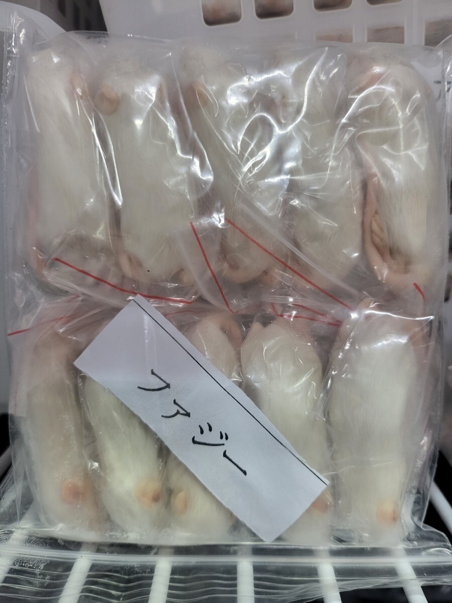 【送料無料・クール便発送】 冷凍ファジーマウス 10匹拍卖