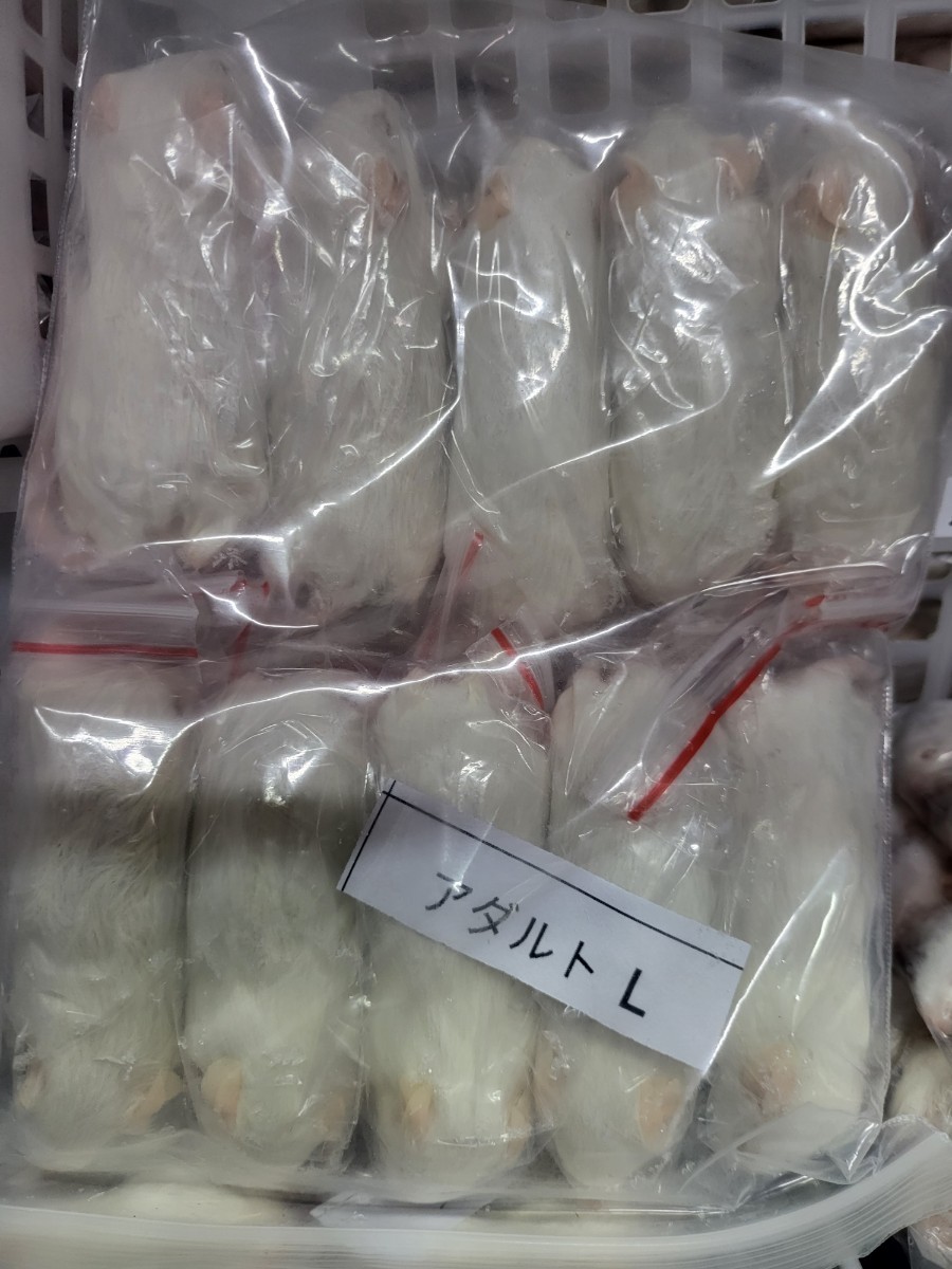 【送料無料・クール便発送】 冷凍アダルトマウスLサイズ(20匹入り)拍卖
