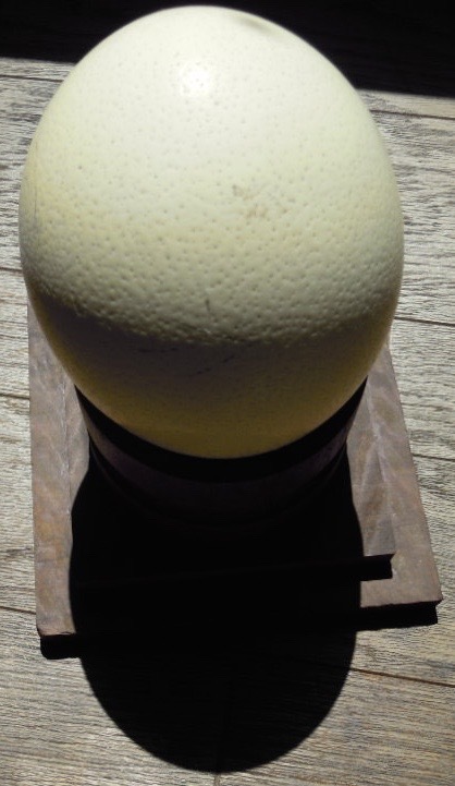 卵 ダチョウ オーストラリア 台座付き 置き物 インテリア コレクション拍卖