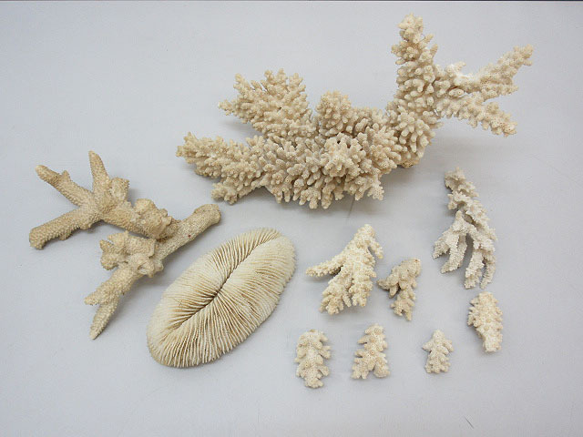 ★sz2764 珊瑚礁 約1.6kgセット 白 ホワイト サンゴ さんご 置き物 置物 破片 飾り オブジェ インテリア ディスプレイ★拍卖