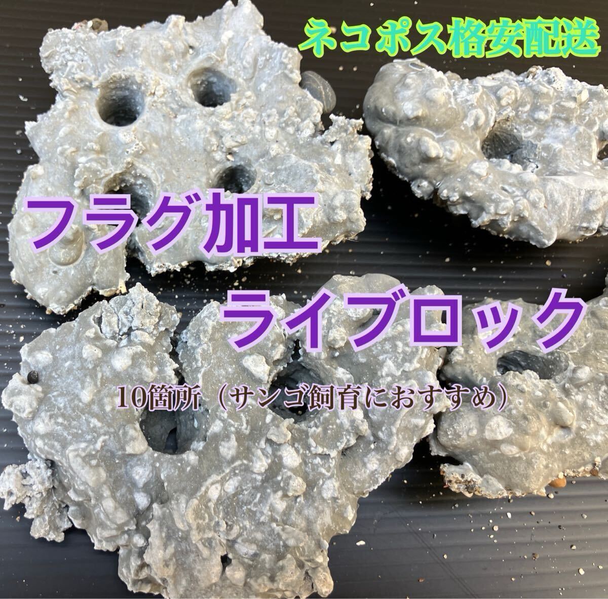 フラグ加工ライブロック 10箇所空き(海水魚、サンゴ、バクテリア、背景、レイアウト、水槽) 2拍卖