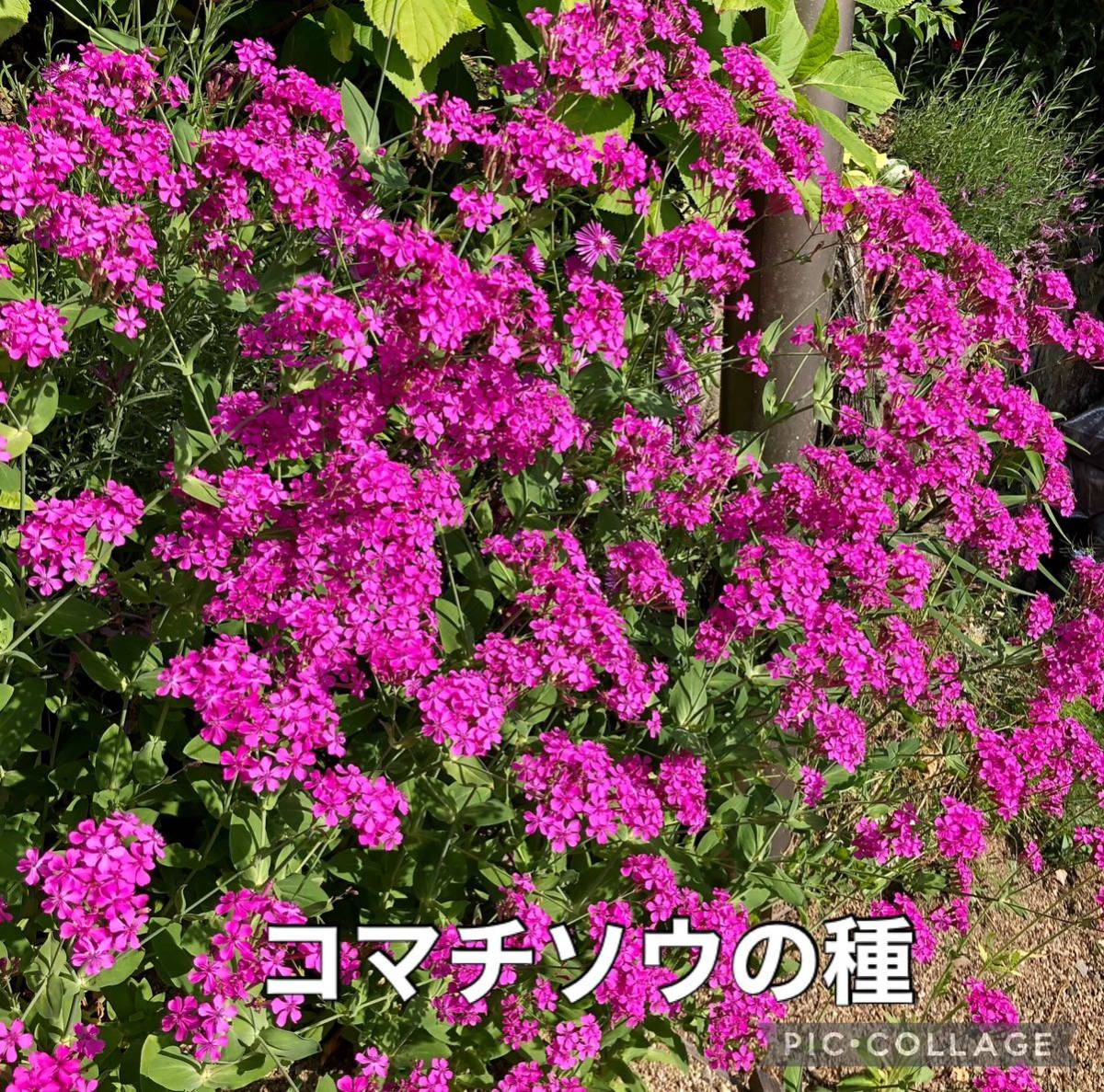コマチソウ 花の種拍卖