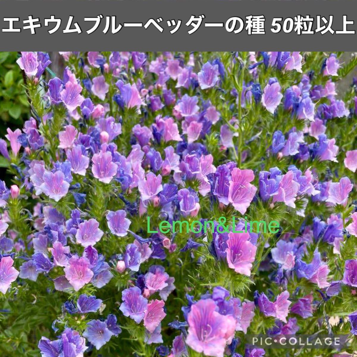 エキウムブルーベッダーの種拍卖