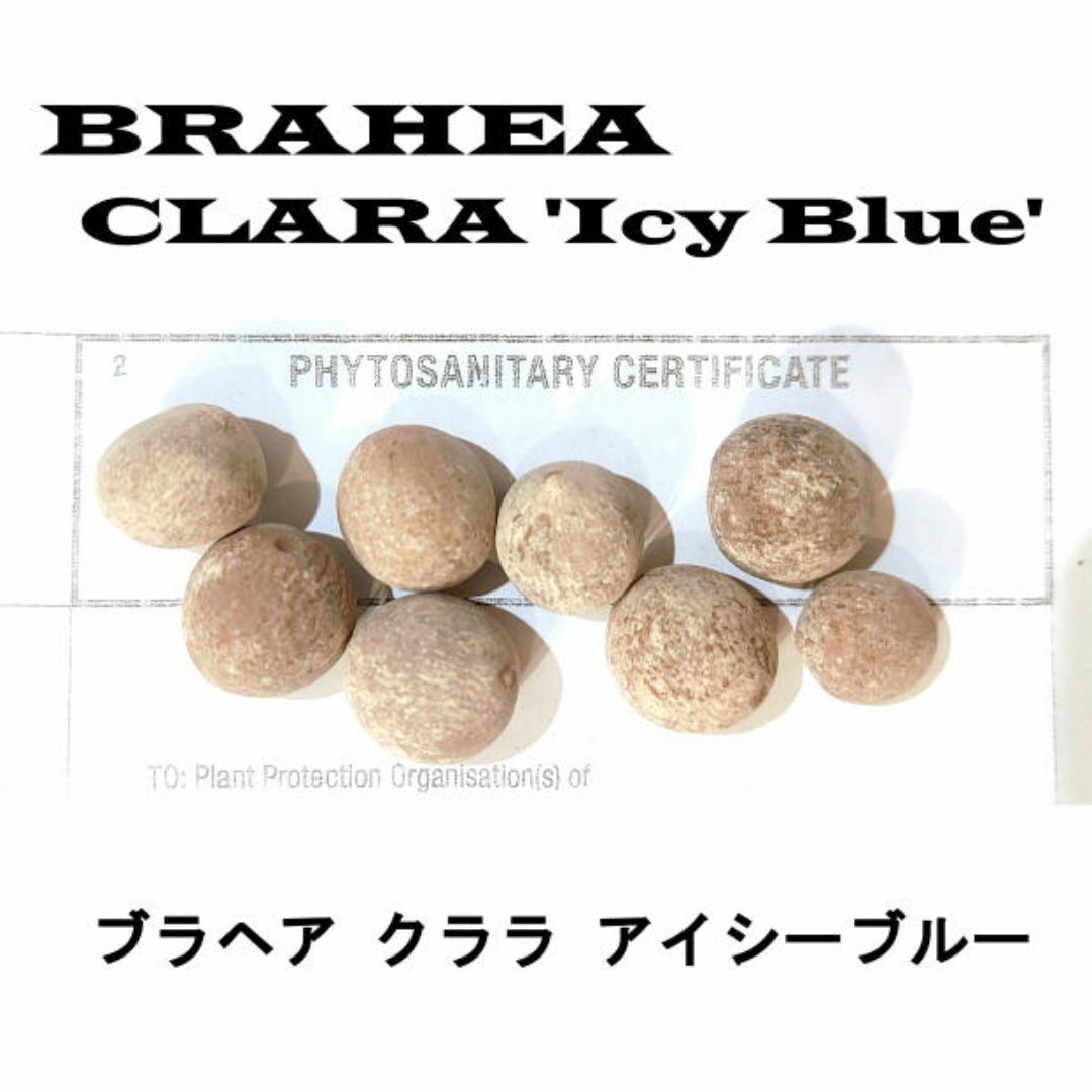 10月入荷 10粒+ ブラヘア クララ アイシーブルー 種 種子 証明書拍卖
