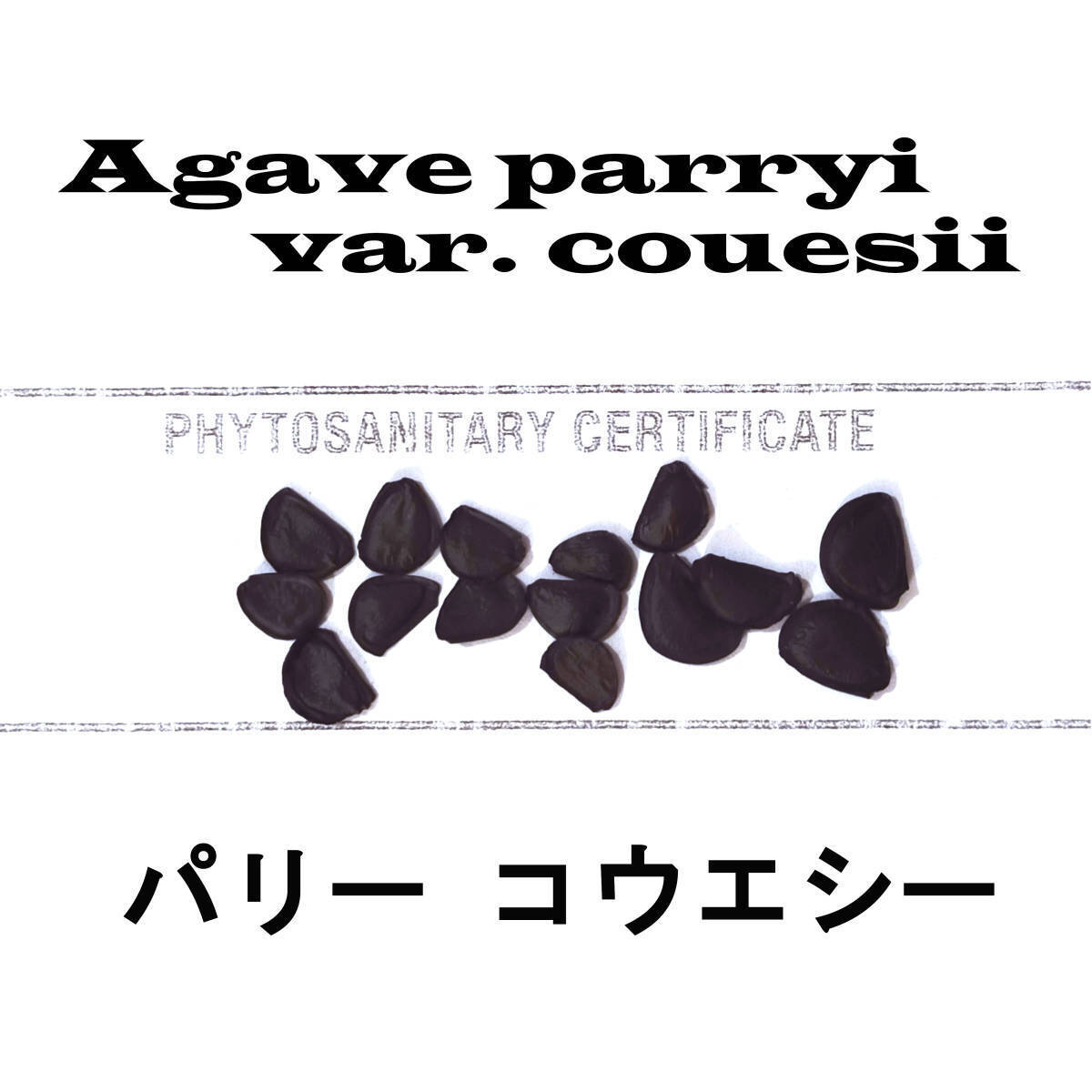 3月入荷 10粒+ アガベ パリー コウエシー 種子 種 証明書あり拍卖