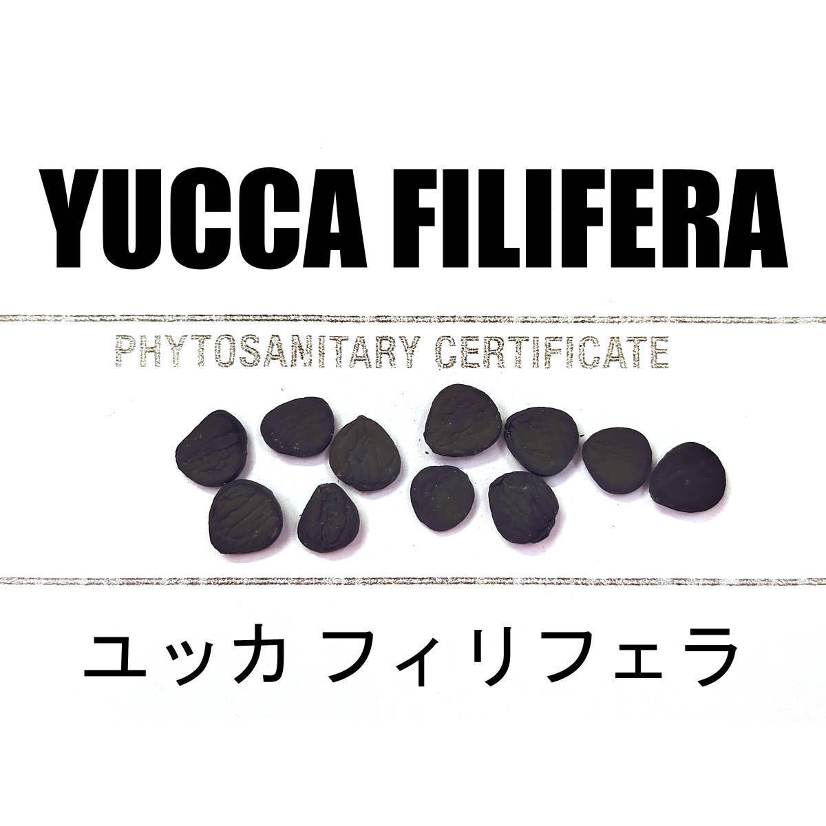 1月入荷 10粒+ ユッカ フィリフェラ 種 種子 植物検疫証明書あり拍卖