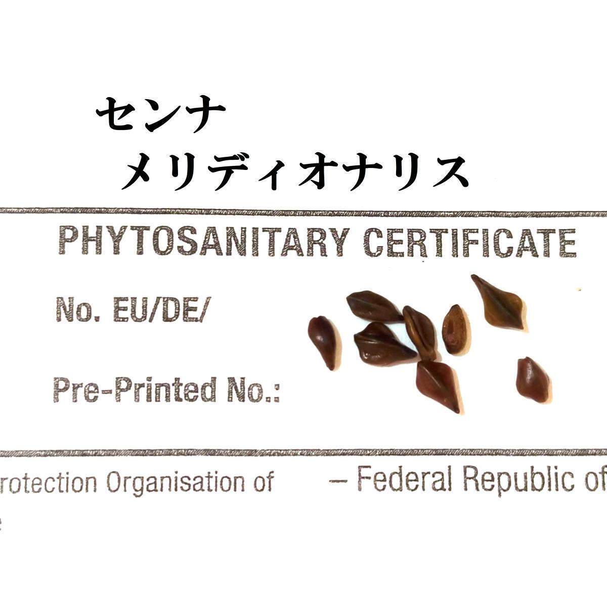 【本物】3月入荷 20粒 センナ メリディオナリス 種子 種 証明書拍卖