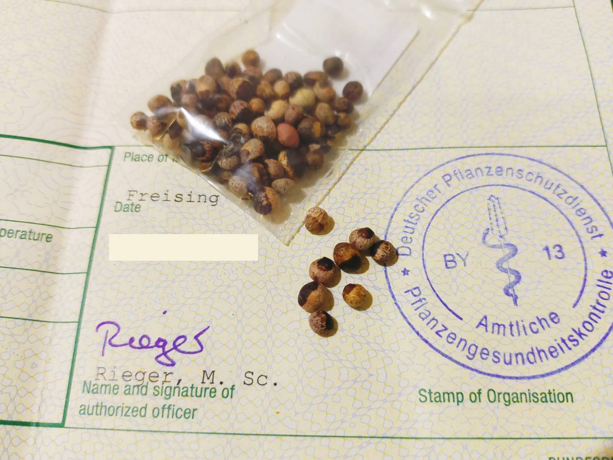 【4月入荷】10粒 Bursera hindsiana ブルセラ ヒンドシアナ 種 種子拍卖