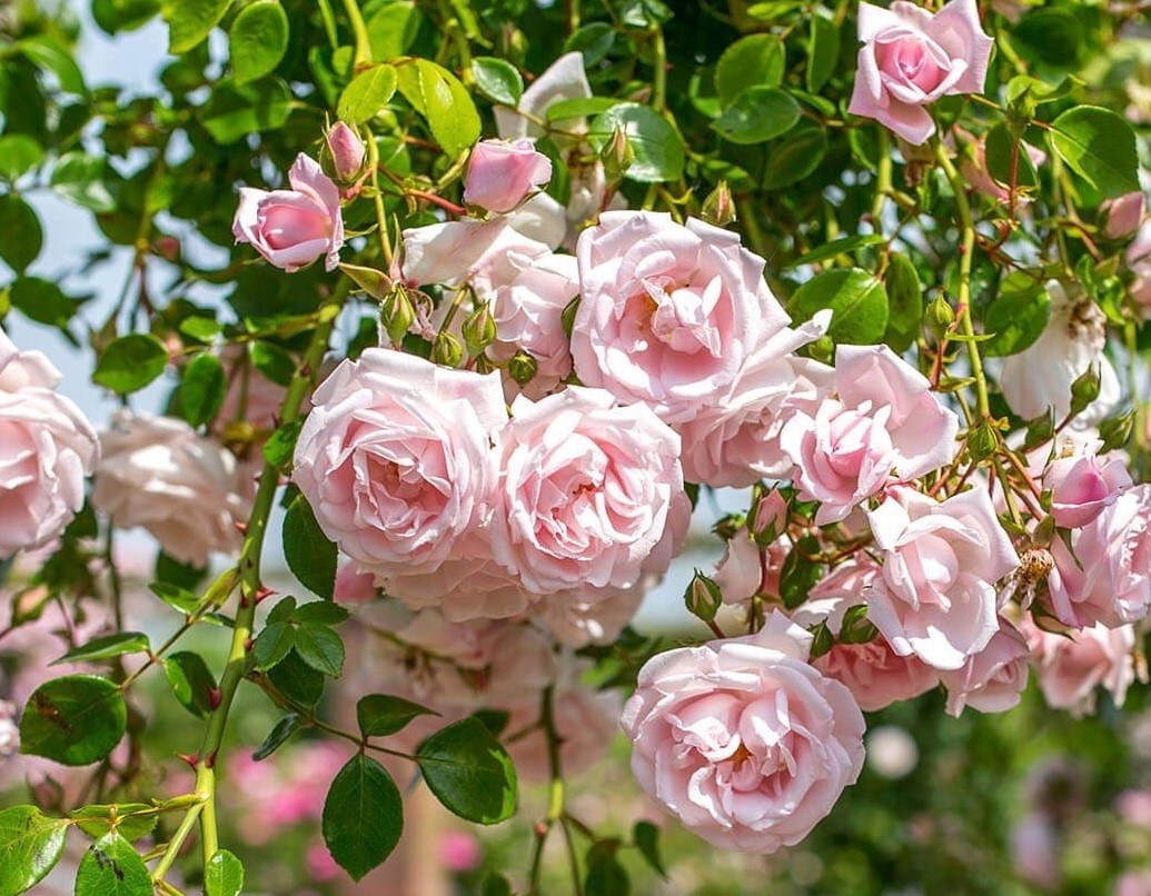 送料¥290 殿堂入品種 ニュードーン 46-2 返り咲き つる 半日陰でも育つ 耐寒耐病 他の植物と同梱可能 バラ拍卖