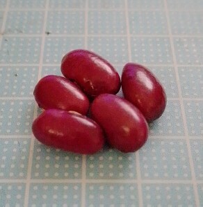 大正金時 金時豆 種子 5粒 赤いんげん豆③ 甘納豆や煮豆に拍卖