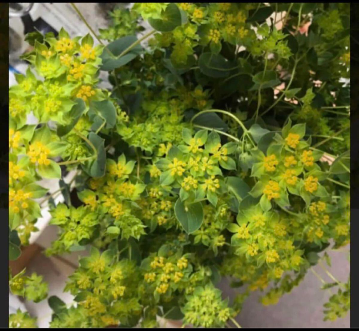 ププレリウム 10粒と2種類の植物の種のおまけ付き!拍卖