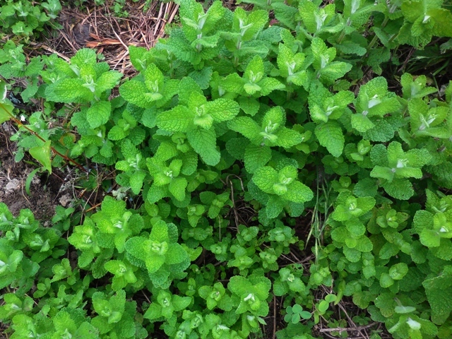 432.6.2◆人気 フレッシュ ハーブティー ミント 10苗◆トライ 家庭菜園 プランター かんたん 栽培◆無農薬 無化学肥料 ナチュラル ガーデン拍卖