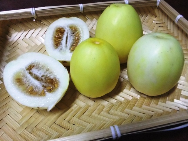 462.6.2◆まるかじり ハニーメロン 10粒 マクワウリ系◆トライ 家庭菜園 つるあり野菜 栽培/エスディージーズ 緑のカーテン プランター菜園拍卖