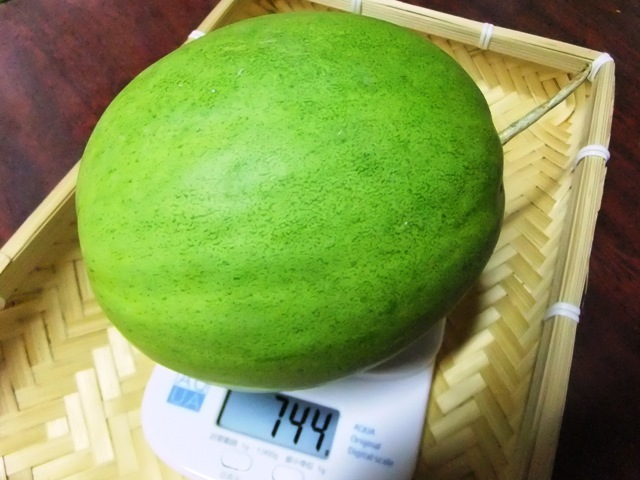 464.6.1◆昭和からの味 ノーネット キンショー メロン 10粒◆トライ家庭菜園 プランター栽培 エスディージーズ 緑のカーテン 野菜種苗 通販拍卖
