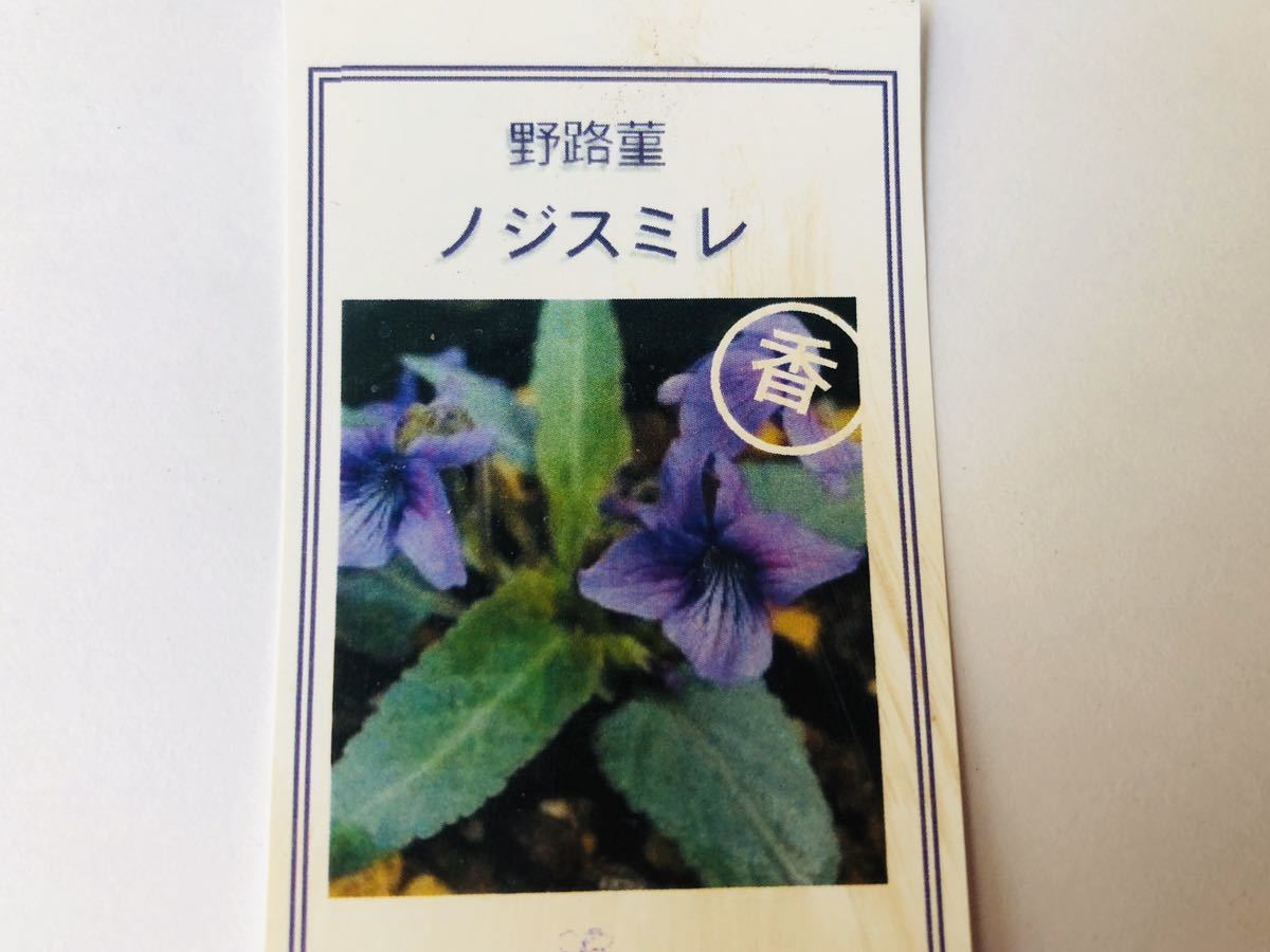 野路すみれ 10粒 ノジスミレ拍卖