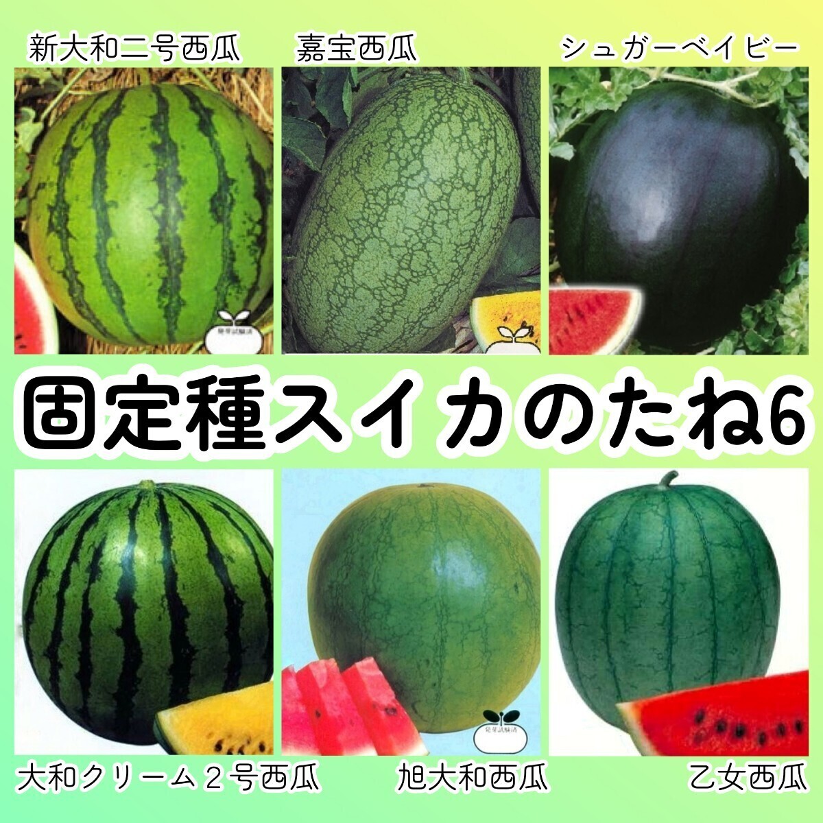 固定種スイカ種6◆新大和二号西瓜+嘉宝西瓜+シュガーベイビー+大和クリーム2号西瓜+旭大和西瓜+極早生乙女西瓜 すいか拍卖