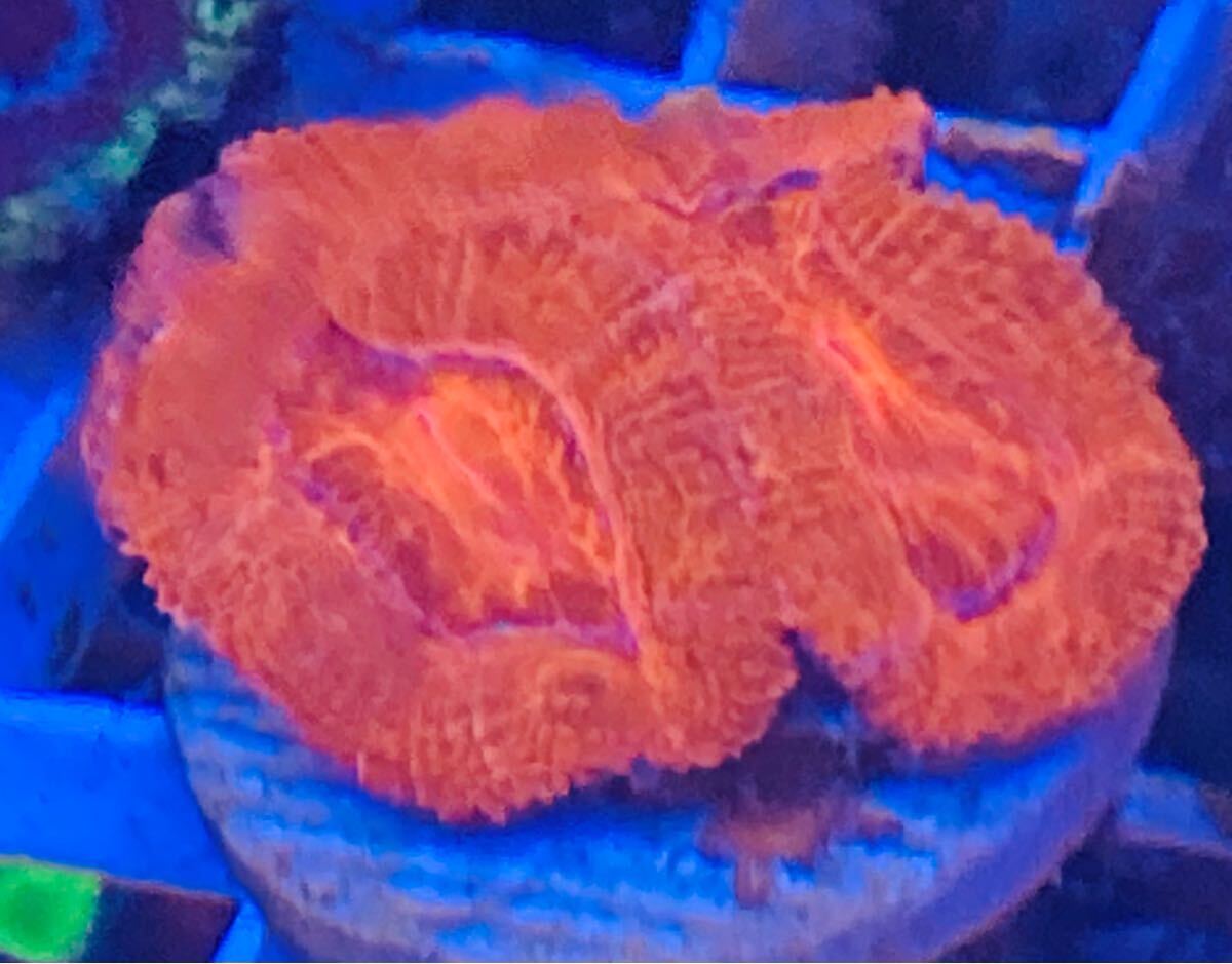 ☆サンゴ極美☆NO.6☆カクオオトゲキクメイシ☆梱包無料 ☆拍卖