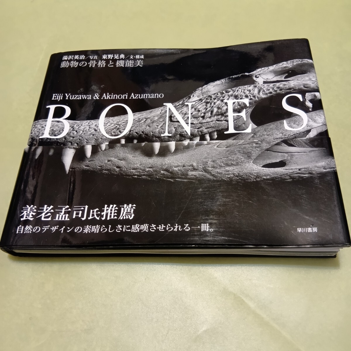 BONES 動物の骨格と機能美拍卖