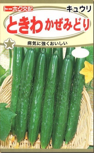 送料無料 ときわ かぜみどり きゅうり 10粒拍卖