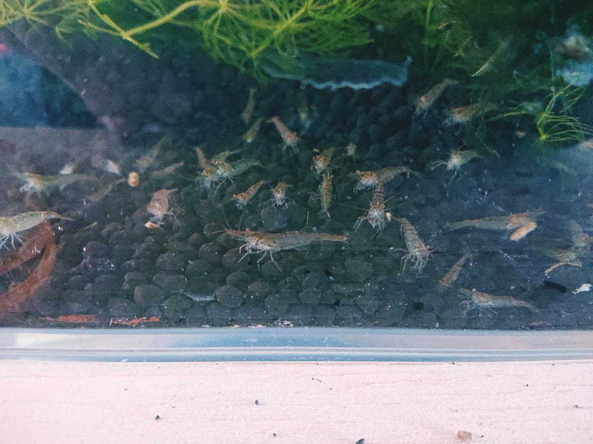 ミナミヌマエビ10匹+α ヌマエビ シュリンプ拍卖