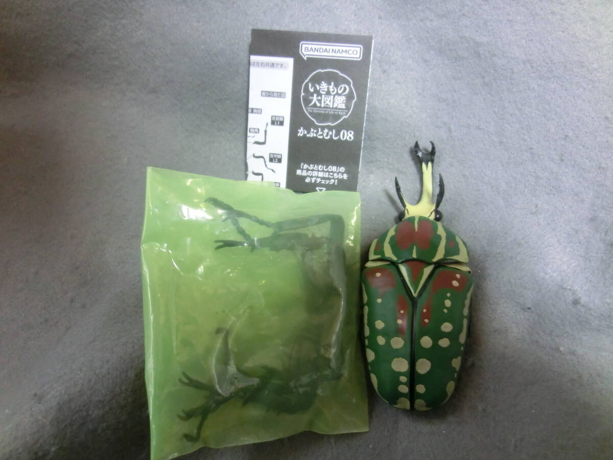 いきもの大図鑑 かぶとむし08 ポリフェムスオオツノカナブン グリーン拍卖